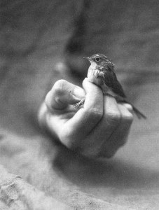 birdsoftheair_zpsfc8189a8