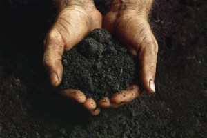 Hands Holding Soil